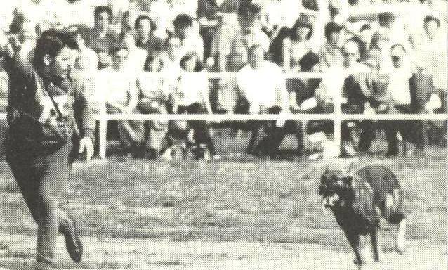 14485178 1193890594016856 993569650789032214 n