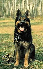 1472086 374619866008962 1087485371 n